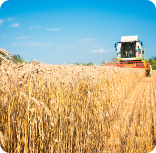 Combine Harvester Working in the wheat field